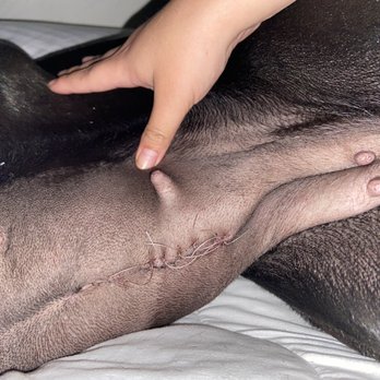 Michael Butchko, DVM - Same day spayed, stitches. - Veterinarians Near Me - Riverside, California