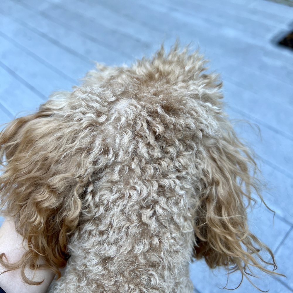Petco - Hair completely uneven - Pet Stores Near Me - Burbank, California Petco - Hair completely uneven - Pet Stores Near Me - Burbank, California