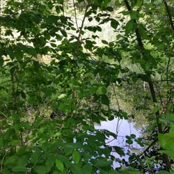 Laurel Marsh Trail - Some of the marsh area.
