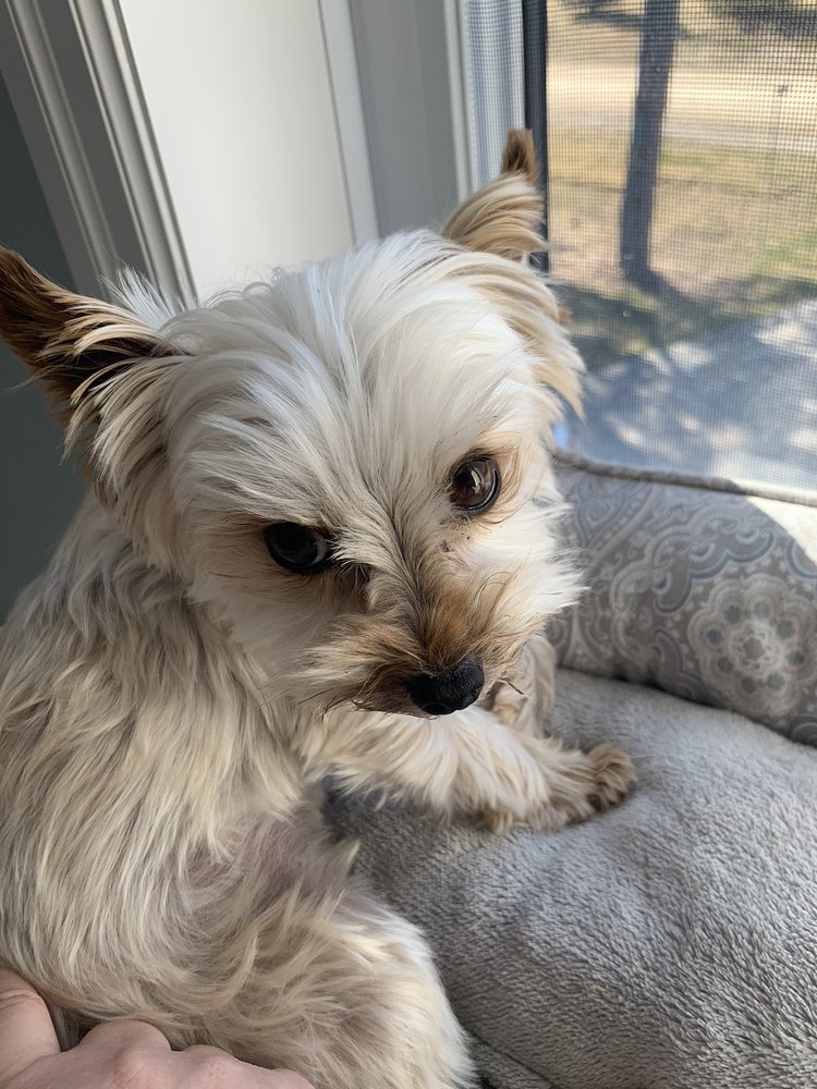 HAPPY TAILS Updated August 2024 47 Photos 1712 Hyde Park Road