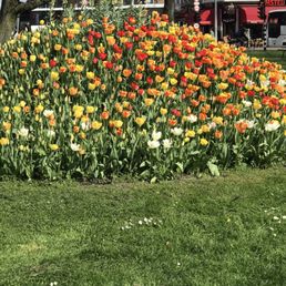 Mixed colors
