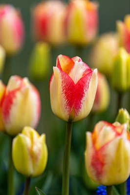 Skagit Valley Tulip Festival Headquarters by null