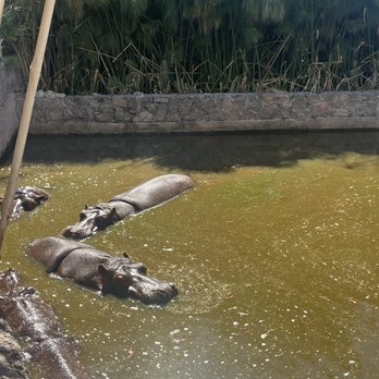 African Safari - Hippos - Zoos Near Me - Puebla, PUE African Safari - Hippos - Zoos Near Me - Puebla, PUE