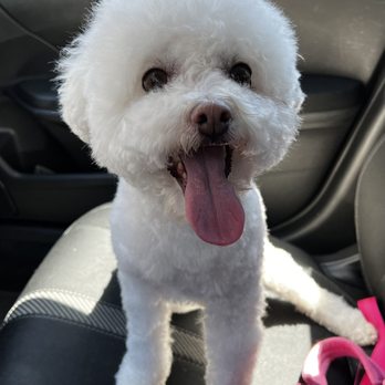 Doggie Dos - After her haircut - Pet Groomers Near Me - La Mesa, California Doggie Dos - After her haircut - Pet Groomers Near Me - La Mesa, California