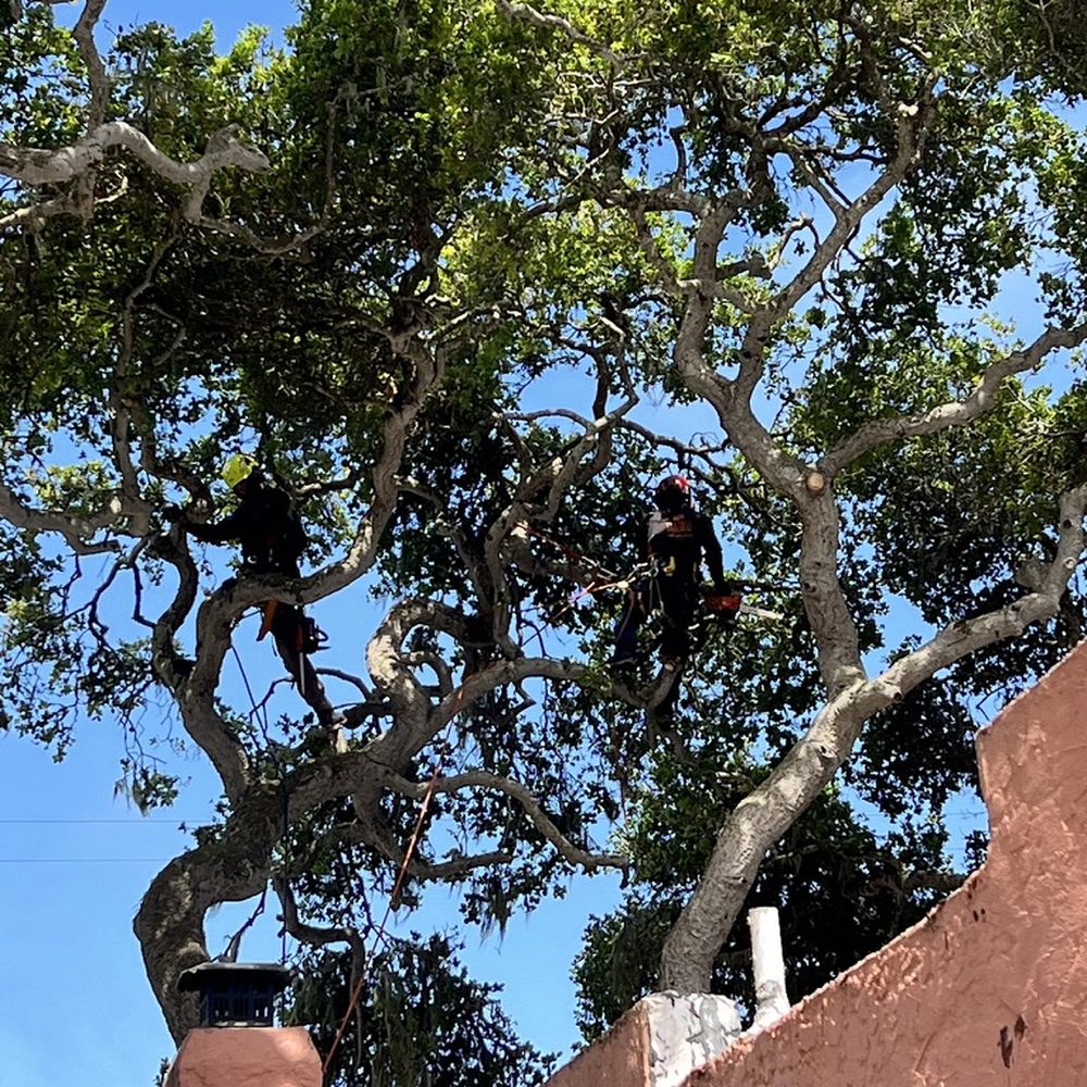 The Tree Brothers - The Tree Brothers up in the trees.. - Tree Services Near Me - Salinas, California The Tree Brothers - The Tree Brothers up in the trees.. - Tree Services Near Me - Salinas, California