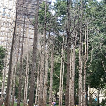 Madison Square Park - trees - Parks Near Me - New York, New York Madison Square Park - trees - Parks Near Me - New York, New York