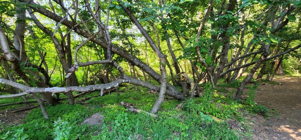 Greenough Park by null