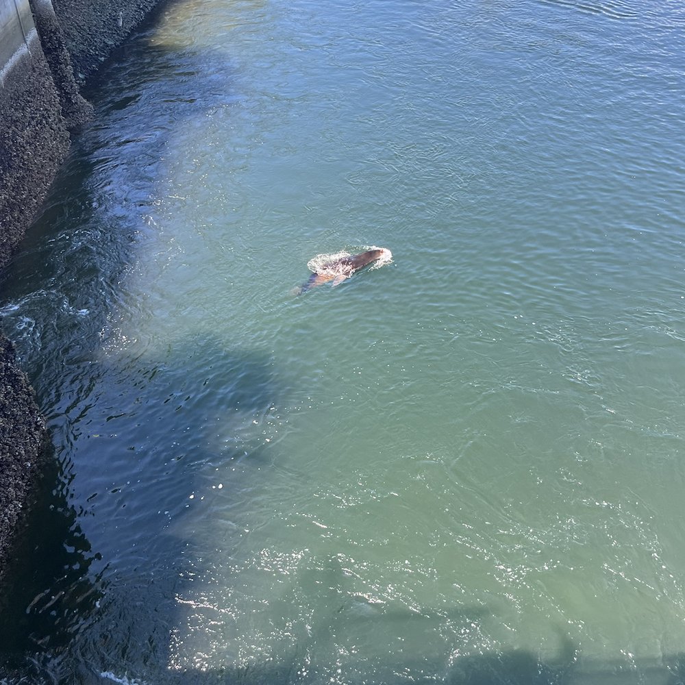 Hiram M Chittenden Locks - Seal #1 - Landmarks & Historical Buildings Near Me - Seattle, Washington Hiram M Chittenden Locks - Seal #1 - Landmarks & Historical Buildings Near Me - Seattle, Washington