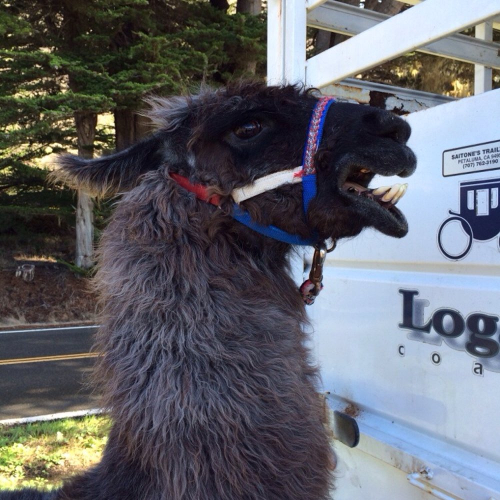 Lodging & Llamas - Ty Ty's award winning smile - Guest Houses Near Me - Fort Bragg, California Lodging & Llamas - Ty Ty's award winning smile - Guest Houses Near Me - Fort Bragg, California