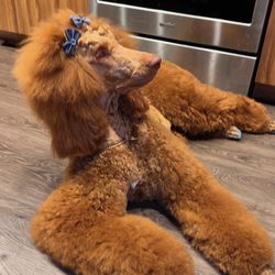Chichie's Grooming Spa - My Baby Naomi . I did the nail's myself