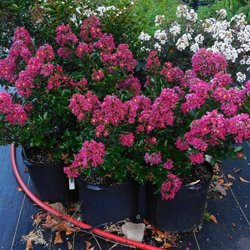 Roger's Nursery and Earthworks - Berry Dazzle Dwarf Crepe Myrtles
