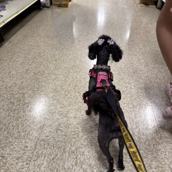 PetSmart - Pet Training Near Me - Palm Desert, California PetSmart - Pet Training Near Me - Palm Desert, California