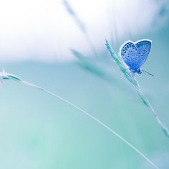 Grace Jebara, MA MFT - Counseling & Mental Health Near Me - San Francisco, California Grace Jebara, MA MFT - Counseling & Mental Health Near Me - San Francisco, California