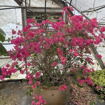 Gunter's Greenhouse - Nurseries & Gardening Near Me - Durham, North Carolina Gunter's Greenhouse - Nurseries & Gardening Near Me - Durham, North Carolina