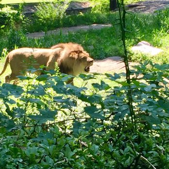 Bronx Zoo - Caught the lion in his full might - Zoos Near Me - Bronx, New York