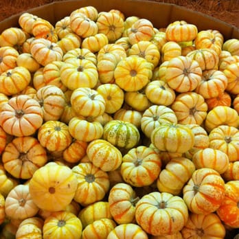 Pa's Pumpkin Patch - Striped Pumpkins - Amusement Parks Near Me - Lakewood, California Pa's Pumpkin Patch - Striped Pumpkins - Amusement Parks Near Me - Lakewood, California