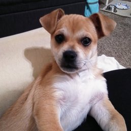 "Tiny Terror" also known as my sons best fur friend. "Tiny Terror" also known as my sons best fur friend.