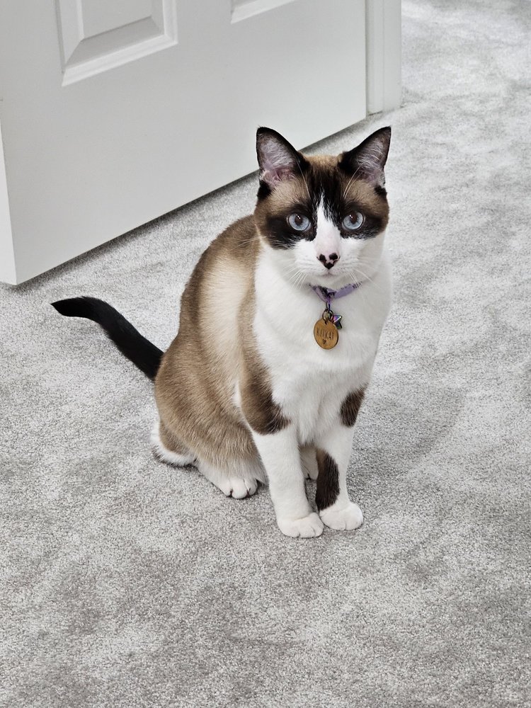 MEJIAS PET GROOMING Updated September 2024 166 Photos & 165 Reviews