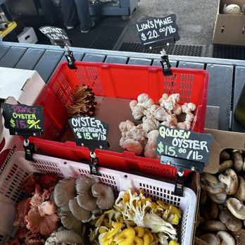 Olympia Farmers Market - Look at those stunning mushrooms - Farmers Market Near Me - Olympia, Washington Olympia Farmers Market - Look at those stunning mushrooms - Farmers Market Near Me - Olympia, Washington