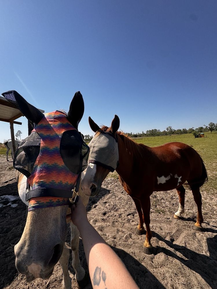 Bakk Ridge Farm - equestrian in Williston, FL