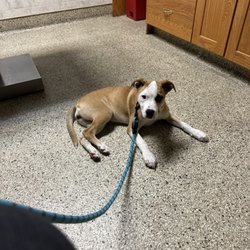 Stanglein Veterinary Clinic
