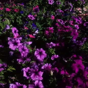 The Home Depot - Pretty flowers. - Hardware Stores Near Me - Dallas, Texas The Home Depot - Pretty flowers. - Hardware Stores Near Me - Dallas, Texas