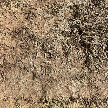 Allied Sod Farms - Dead grass. - Landscaping Near Me - Milton, Florida Allied Sod Farms - Dead grass. - Landscaping Near Me - Milton, Florida