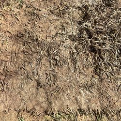 Allied Sod Farms - Dead grass.