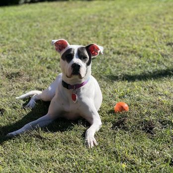 Long Road Home - Ginko! - Pet Adoption Near Me - Manhasset, New York Long Road Home - Ginko! - Pet Adoption Near Me - Manhasset, New York