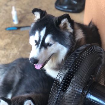 Happy Husky Cafe - Husky dogs - Coffee & Tea Near Me Happy Husky Cafe - Husky dogs - Coffee & Tea Near Me