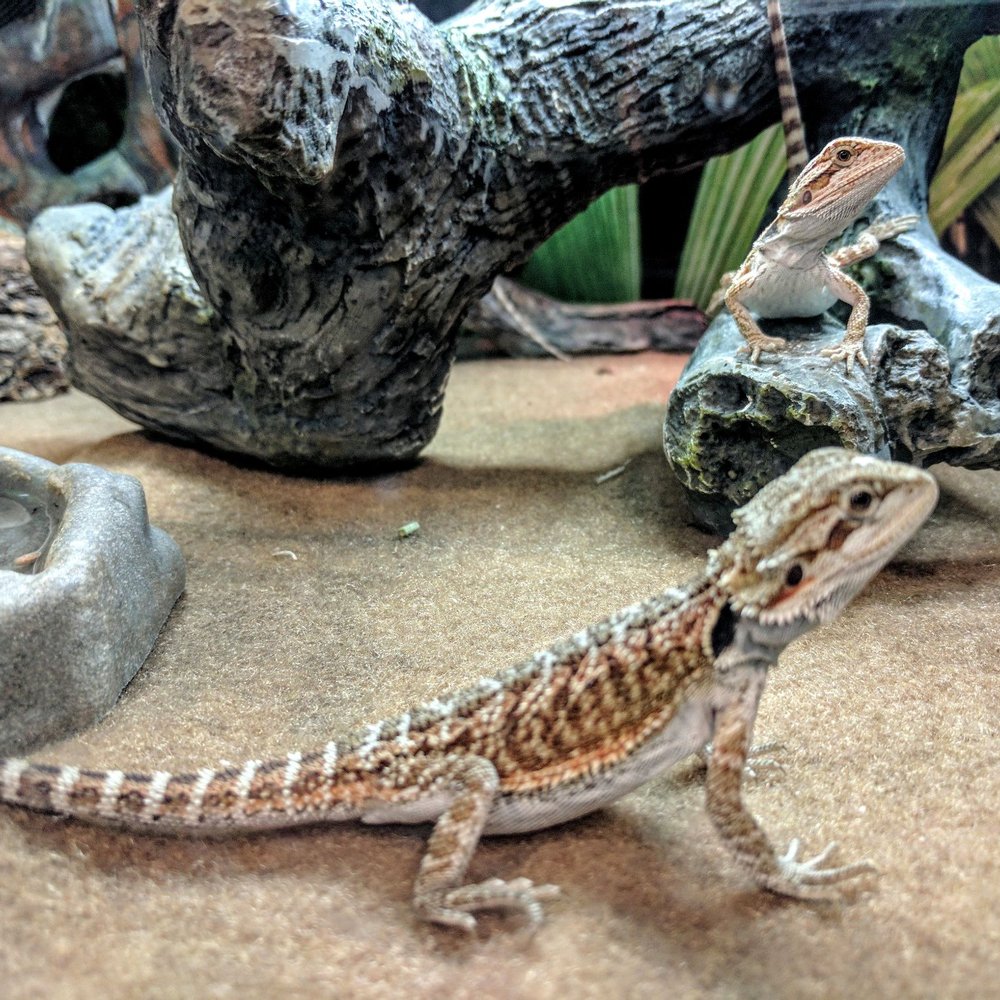PetSmart - Pet Training Near Me - Rosemead, California PetSmart - Pet Training Near Me - Rosemead, California