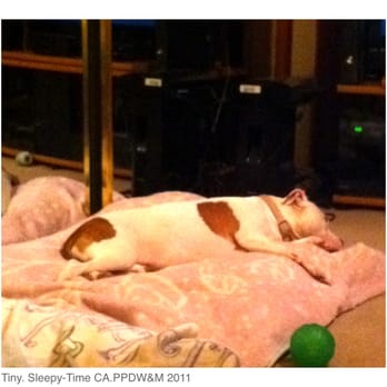 California Pampered Pooches - Nite NIte - Dog Walkers Near Me - Vallejo, California California Pampered Pooches - Nite NIte - Dog Walkers Near Me - Vallejo, California