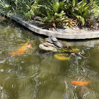 Miami Beach Botanical Garden - Turtle Pond at the Miami Beach Botanical Garden Why were the turtles removed from the ponds? - Botanical Gardens Near Me - Miami Beach, Florida