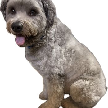 Wag Hotels - Oakland - Pet Sitting Near Me - Oakland, California Wag Hotels - Oakland - Pet Sitting Near Me - Oakland, California