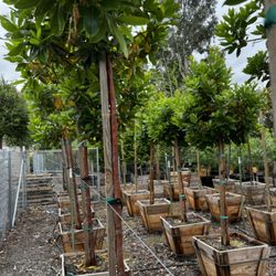 M and A Nursery