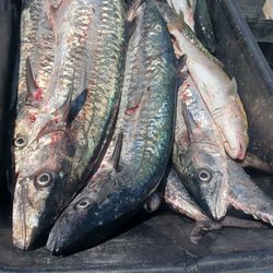 Country Club Drift Fishing - Today's catch 5/7/24