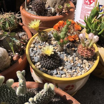 Lone Pine Gardens - Nurseries & Gardening Near Me - Sebastopol, California