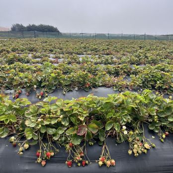 Swanton Berry Farm - Farm - Pick Your Own Farms Near Me - Davenport, California Swanton Berry Farm - Farm - Pick Your Own Farms Near Me - Davenport, California