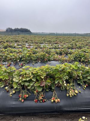 Swanton Berry Farm by null