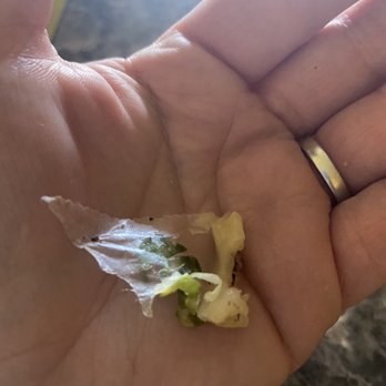 Manhattan Exchange - Piece of waxed paper in my kids burger - American Near Me - Schenectady, New York