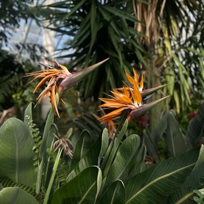 Foellinger-Freimann Botanical Conservatory by null
