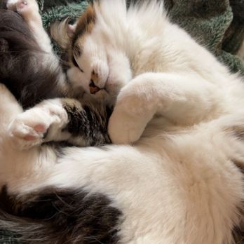 All Pet Grooming - So relaxed :) - Pet Groomers Near Me - Bountiful, Utah