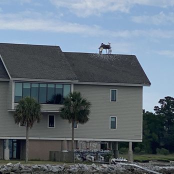 Charleston Harbor Tours - Big bird nest on top of house. - Boating Near Me - Charleston, South Carolina