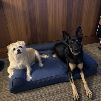 Hyatt Regency - Free bed and dog bowls - Hotels Near Me - Renton, Washington