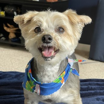 Tidy Tails Mobile Grooming - Handsome man Bentley - Pet Groomers Near Me Tidy Tails Mobile Grooming - Handsome man Bentley - Pet Groomers Near Me