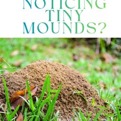 Lawn Doctor - Noticing tiny mounds in your yard? 
It could be early signs of lawn pests. Act fast to protect your lawn and stop damage before it spreads!