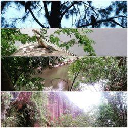 Lane Cove National Park