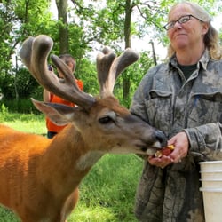 Pasture Prime Whitetail Deer Farm - 03 June 2012