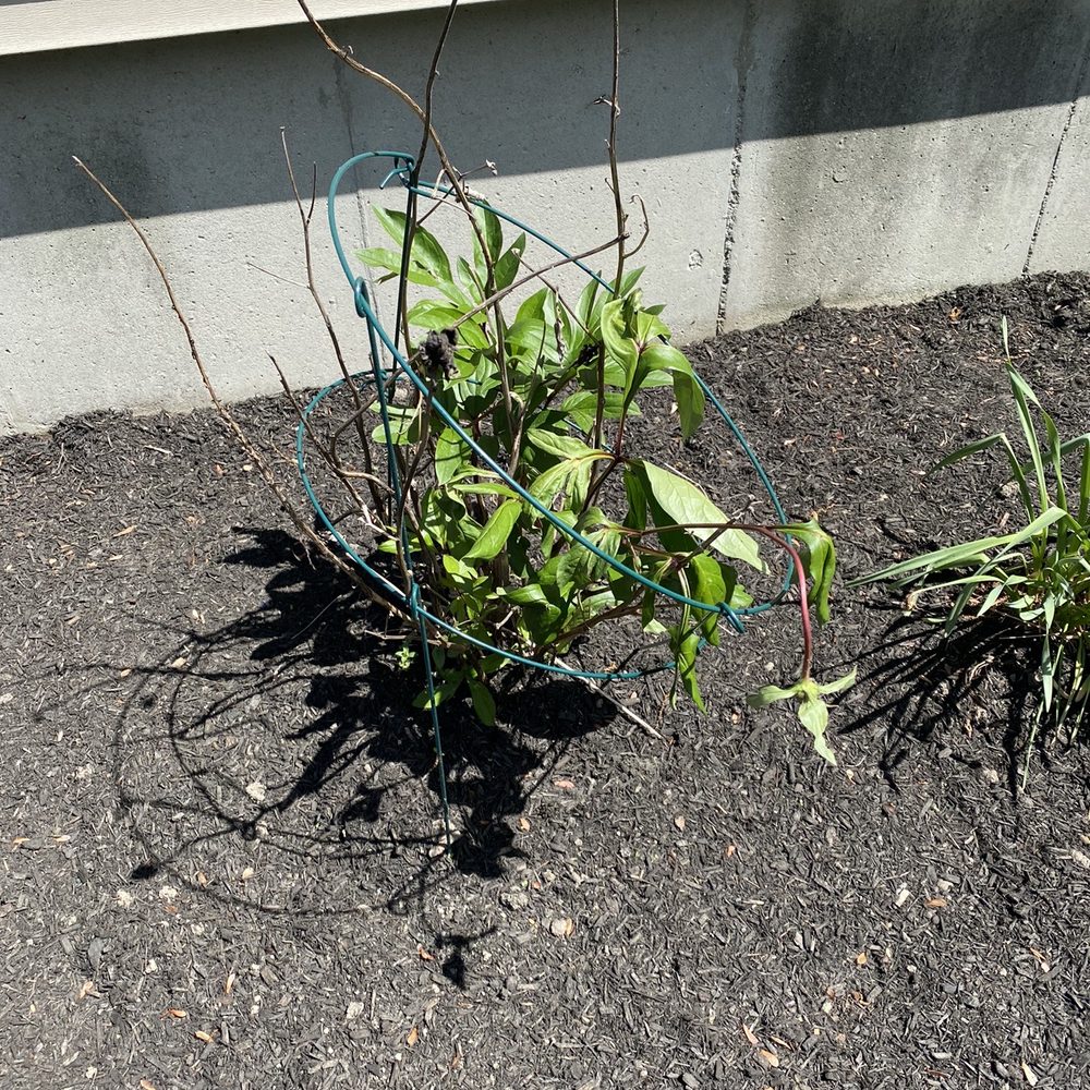 T A Services Lawn Care and Design - I guess he does not know that dead flowers should be cut back - Landscaping Near Me T A Services Lawn Care and Design - I guess he does not know that dead flowers should be cut back - Landscaping Near Me