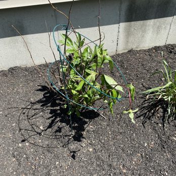 T A Services Lawn Care and Design - I guess he does not know that dead flowers should be cut back - Landscaping Near Me T A Services Lawn Care and Design - I guess he does not know that dead flowers should be cut back - Landscaping Near Me